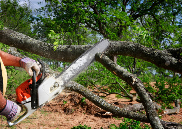 Lawn Renovation and Restoration in Sugar Hill, GA